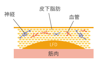 神経 皮下脂肪 血管 LED 筋肉